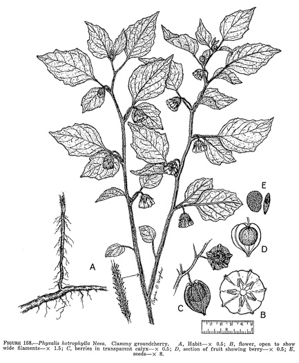 drawing of Physalis heterophylla, Clammy Ground-cherry