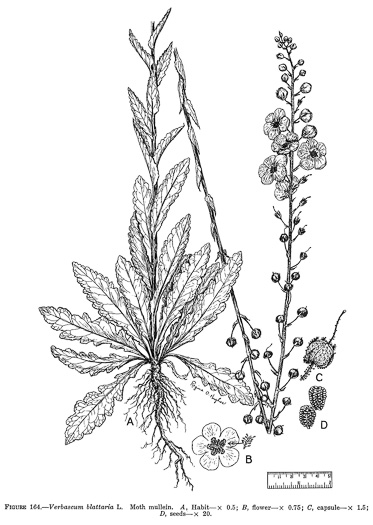 image of Verbascum blattaria, Moth Mullein