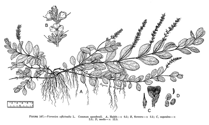 drawing of Veronica officinalis, Common Speedwell, Gypsyweed, Heath Speedwell