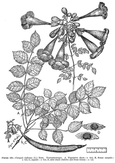 drawing of Campsis radicans, Trumpetcreeper, Trumpet Vine, Cow-Itch Vine