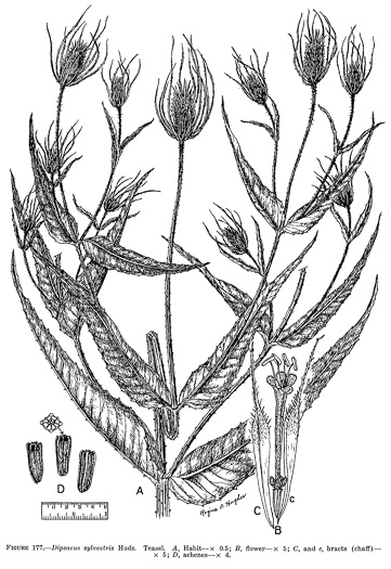 image of Dipsacus fullonum, Wild Teasel, Common Teasel
