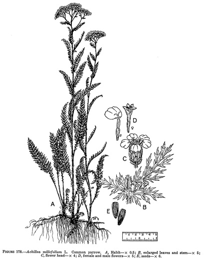 image of Achillea millefolium, Yarrow, Thousandleaf