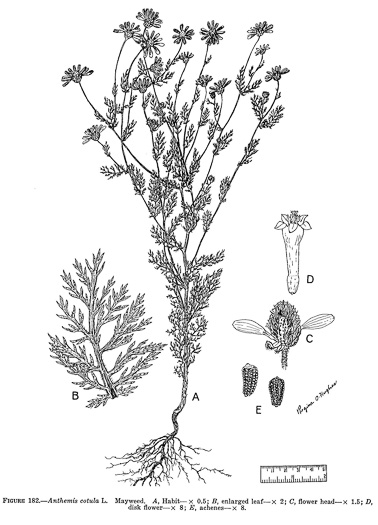 image of Anthemis cotula, Stinking Chamomile, Stinking Mayweed, Dog-fennel, Chigger-weed