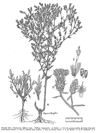 drawing of Centaurea diffusa, Tumble Knapweed, White-flowered Knapweed
