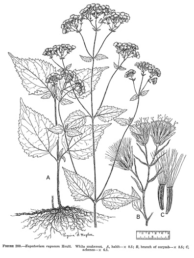 image of Ageratina altissima, Common White Snakeroot, Common Milk-poison