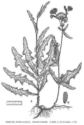 drawing of Sonchus arvensis var. arvensis, Field Sowthistle, Perennial Sowthistle