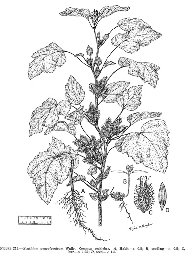 image of Xanthium orientale, Oriental Cocklebur