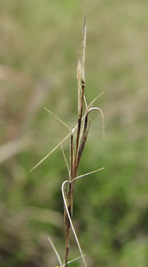 image of Aristida longespica, Southeastern Slimspike Three-awn