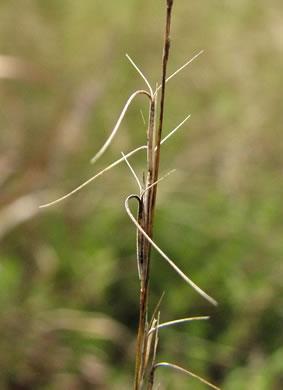 image of Aristida longespica, Southeastern Slimspike Three-awn