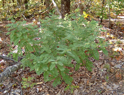 image of Amorpha schwerinii, Piedmont Indigo-bush