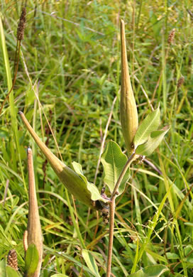 image of Asclepias viridiflora, Green Milkweed