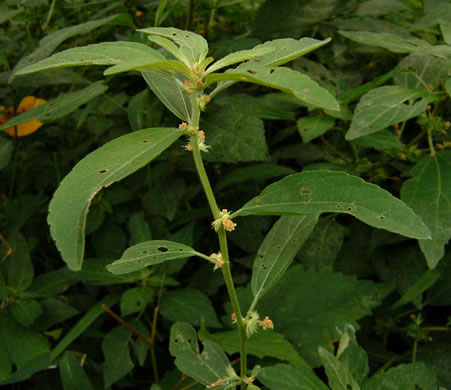 image of Acalypha gracilens, Slender Threeseed Mercury, Slender Copperleaf, Shortstalk Copperleaf