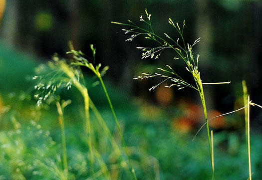 image of Agrostis perennans, Autumn Bentgrass, Upland Bentgrass, Upland Bent