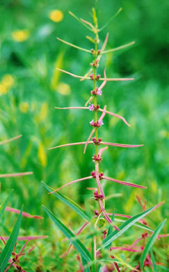 image of Ammannia coccinea, Red Toothcup, Scarlet Toothcup, valley redstem