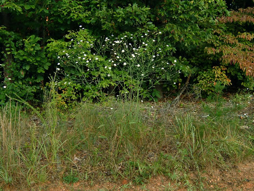 image of Boltonia diffusa var. diffusa, Southern Doll's Daisy, Boltonia, Smallhead Doll's-daisy