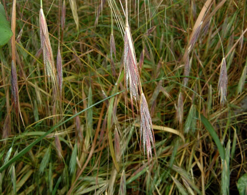 image of Bromus sterilis, Poverty Brome, Barren Brome, Cheatgrass