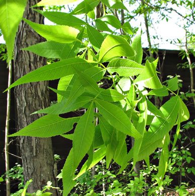 image of Carya carolinae-septentrionalis, Carolina Shagbark Hickory, Southern Shagbark Hickory, Carolina Hickory