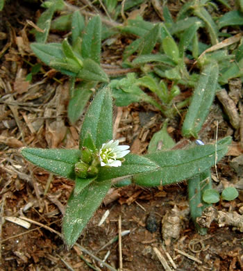 image of Cerastium fontanum ssp. vulgare, Common Mouse-ear Chickweed