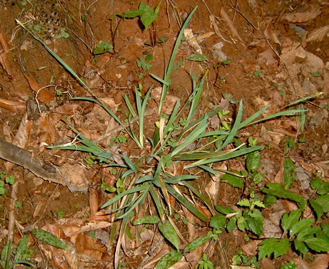 image of Carex laxiculmis, Spreading Sedge