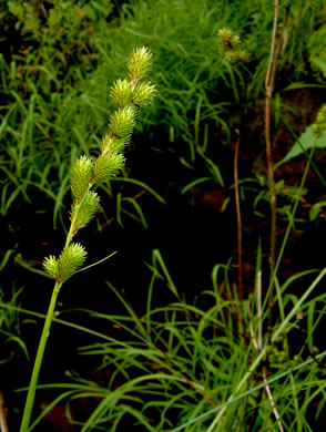 image of Carex tribuloides, Blunt Broom Sedge