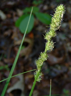 image of Carex annectens, Yellow-fruited Sedge
