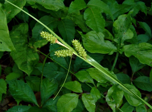 image of Carex caroliniana, Carolina Sedge