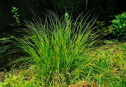 image of Carex vulpinoidea, Fox Sedge