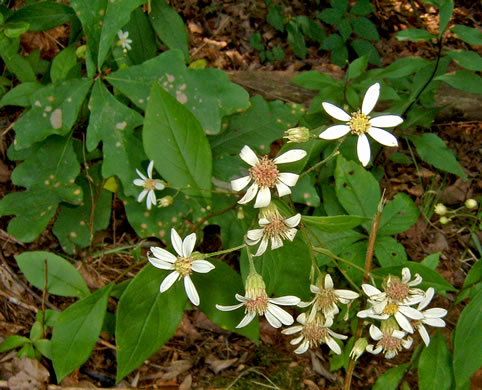image of Doellingeria infirma, Appalachian Flat-topped White Aster, Cornel-leaf Aster, Cornel-leaf Whitetop Aster, Appalachian Whitetop Aster