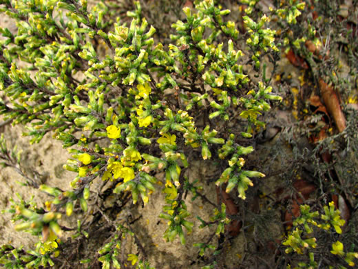 image of Hudsonia tomentosa, Woolly Beach-heather