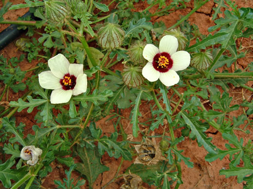 image of Hibiscus trionum, Flower-of-an-hour