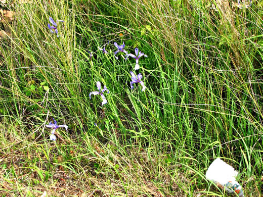image of Iris prismatica, Slender Blue Flag, Slender Blue Iris