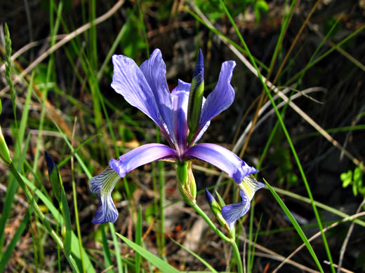 image of Iris prismatica, Slender Blue Flag, Slender Blue Iris