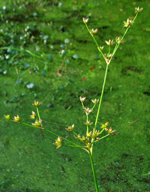 image of Juncus acuminatus, Tapertip Rush, Sharp-fruited Rush
