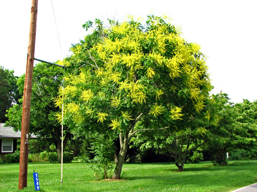 image of Koelreuteria paniculata, Golden Rain-tree