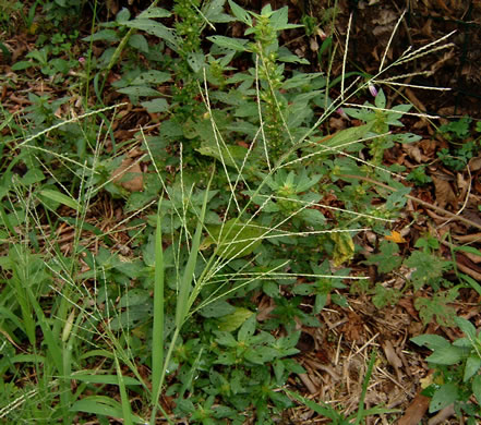 image of Dinebra panicea ssp. brachiata, Red Sprangletop