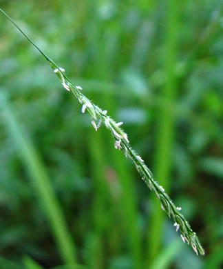 image of Leersia virginica, White Cutgrass, Whitegrass