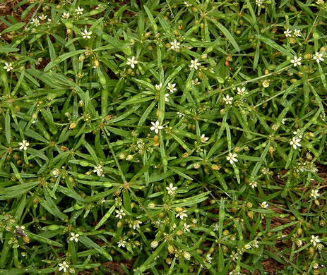 image of Mollugo verticillata, Carpetweed, Indian-chickweed, Green Carpetweed