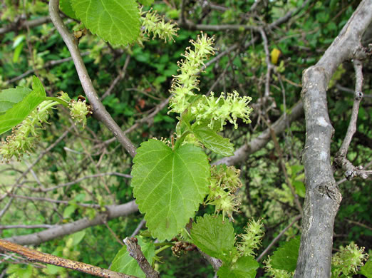 image of Morus alba, White Mulberry, Silkworm Mulberry, Russian Mulberry