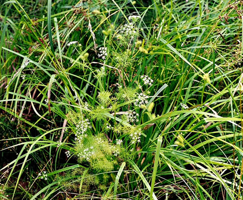 image of Ptilimnium capillaceum, Eastern Bishopweed, Atlantic Bishopweed, Mock Bishopweed, Atlantic Mock Bishop's Weed