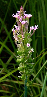 image of Polygala incarnata, Pink Milkwort, Procession Flower