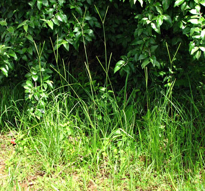 image of Paspalum notatum, Bahia-grass