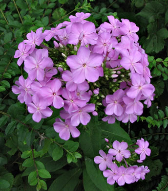 image of Phlox paniculata, Garden Phlox, Summer Phlox, Fall Phlox, Tall Phlox