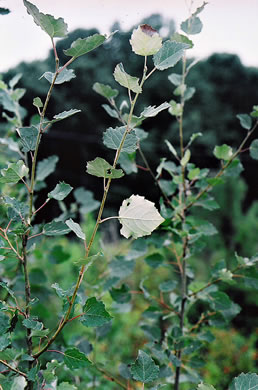 image of Populus alba, White Poplar, Silver Poplar