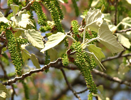 populus alba