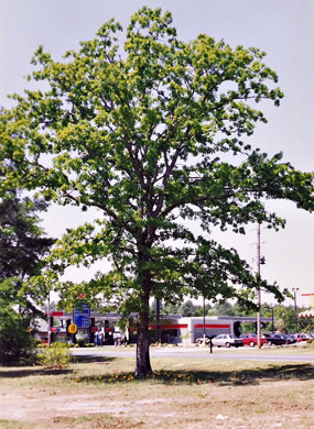 image of Quercus margarettae, Sand Post Oak, Scrub Post Oak