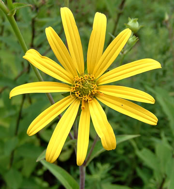 image of Silphium asteriscus var. trifoliatum, Whorled Rosinweed