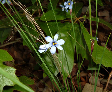 image of Sisyrinchium mucronatum, Needletip Blue-eyed Grass