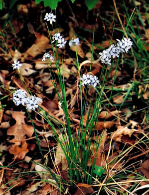 Sisyrinchium mucronatum, Needletip Blue-eyed Grass