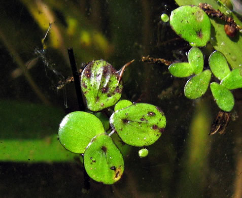image of Spirodela polyrhiza, Greater Duckweed, Duckmeat, Minnow-fole, Giant Duckweed