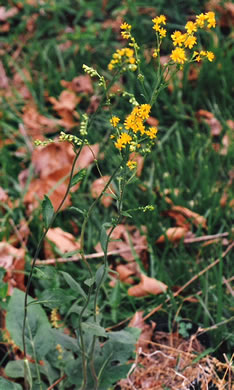 image of Solidago verna, Spring-flowering Goldenrod, Spring Goldenrod